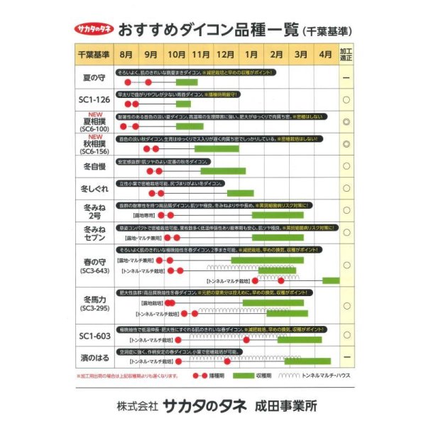 画像4: 送料無料　大根　冬みねセブン　20ml　(株)サカタのタネ (4)