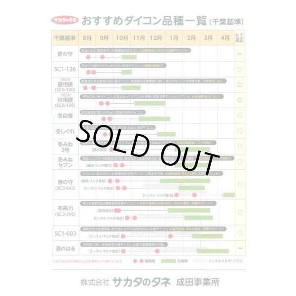 画像3: [大根]　濱のはる　ペレット5000粒　サカタ交配　 (3)