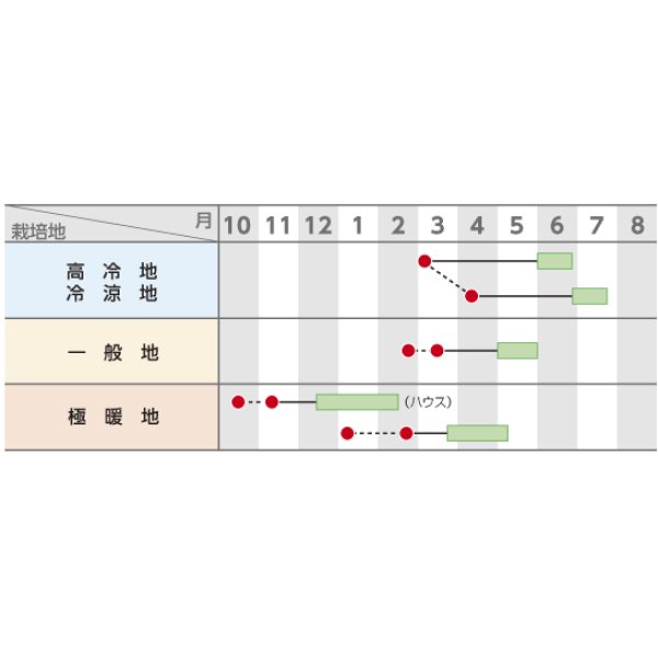 画像2: [えんどう]　つるなしエンドウ　スナック2号　約55粒　　サカタのタネ（株）　実咲300 (2)