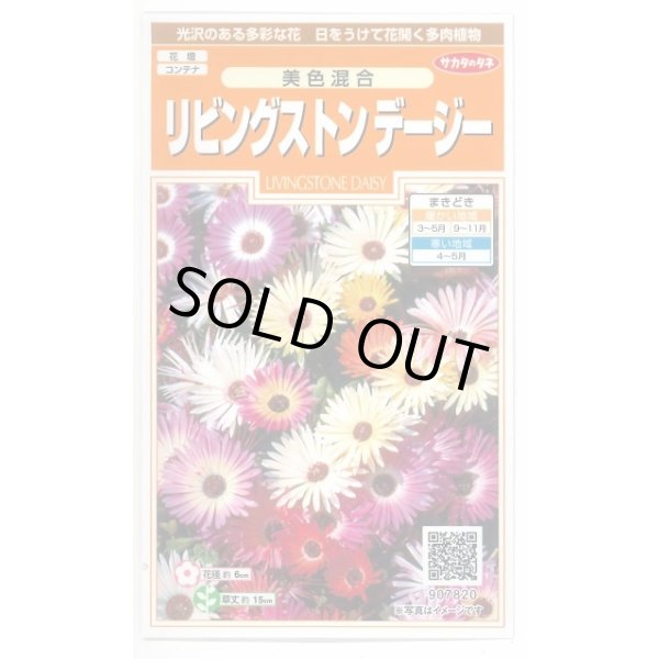 画像1: 送料無料　花の種　リビングストンデージー　美色混合　約286粒　（株）サカタのタネ　実咲200（026369） (1)