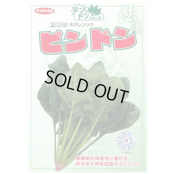 画像3: 送料無料　[ほうれんそう]　ピンドン　100ml　(約4000粒)(株)サカタのタネ　実咲PRO (3)