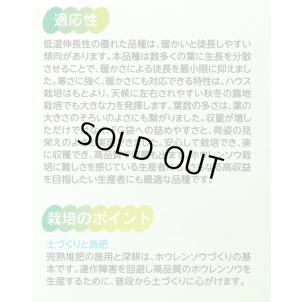 画像4: 送料無料　[ほうれんそう]　ピンドン　100ml　(約4000粒)(株)サカタのタネ　実咲PRO (4)