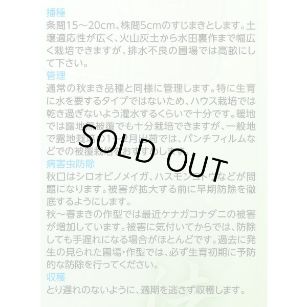 画像5: 送料無料　[ほうれんそう]　ピンドン　100ml　(約4000粒)(株)サカタのタネ　実咲PRO (5)