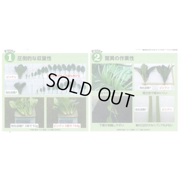 画像6: 送料無料　[ほうれんそう]　ピンドン　100ml　(約4000粒)(株)サカタのタネ　実咲PRO (6)