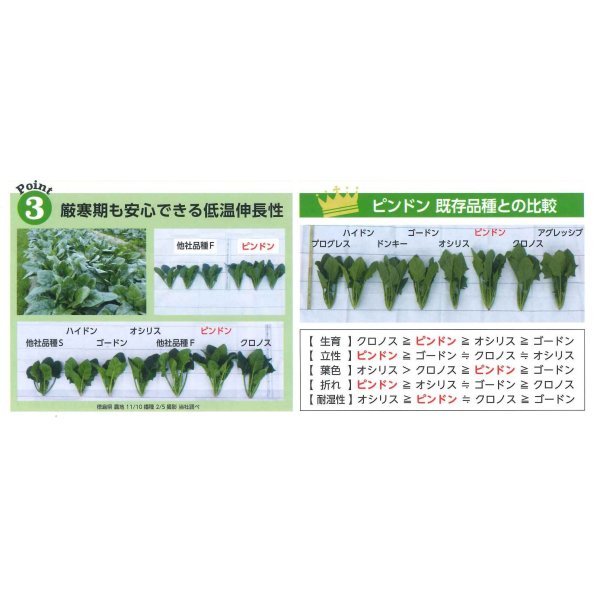 画像7: [ほうれんそう] ピンドン 種子サイズＭ 3万粒 （株）サカタのタネ (7)