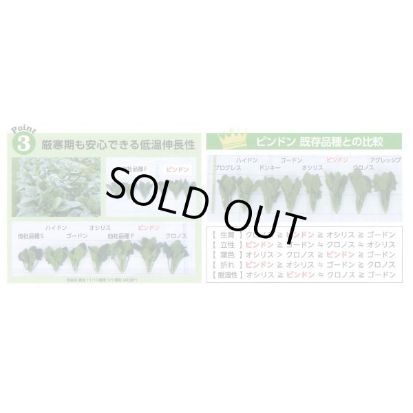 画像7: 送料無料　[ほうれんそう]　ピンドン　100ml　(約4000粒)(株)サカタのタネ　実咲PRO (7)