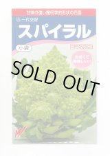 画像: 送料無料　[カリフラワー]　スパイラル　25粒　渡辺農事（株）