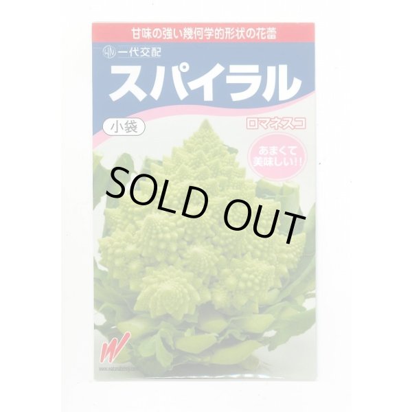 画像1: [カリフラワー] スパイラル 20粒 渡辺農事（株） (1)