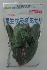 画像: [ほうれんそう]　早生サラダあかり　1L　タキイ種苗(株)