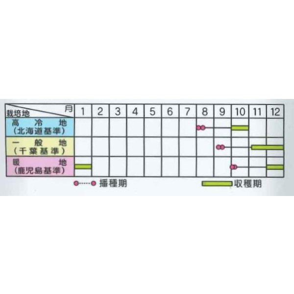 画像4: 送料無料[大根] 秋相撲 ペレット種子5000粒 (株)サカタのタネ (4)