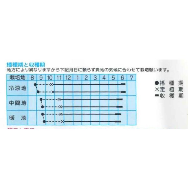 画像2: 送料無料　[たまねぎ]　高農黄金玉葱　20ml　(株)タカヤマシード (2)