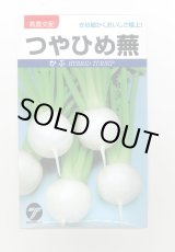 画像: 送料無料　[かぶ]　つやひめ蕪　3ml（約700粒）　(株)タカヤマシード