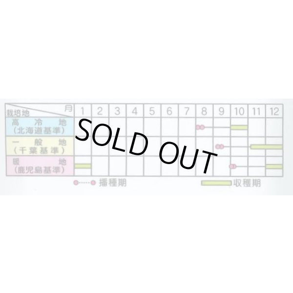 画像4: 送料無料 [大根] 秋相撲 8千粒 (株)サカタのタネ (4)