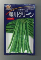 画像: [いんげん]　鴨川グリーン　1L　ヴィルモランみかど