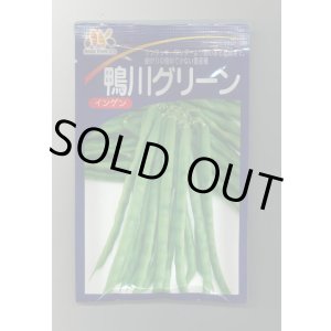 画像: [いんげん]　鴨川グリーン　1L　ヴィルモランみかど（株）