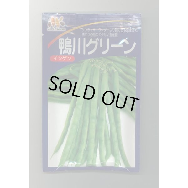 画像1: [いんげん]　鴨川グリーン　1L　ヴィルモランみかど（株） (1)