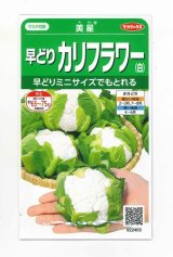 画像: 送料無料　[カリフラワー]　美星　約100粒　(株)サカタのタネ　実咲450（002925）