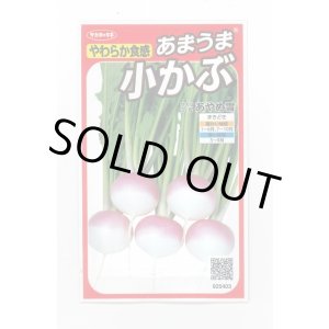 画像: 送料無料　[かぶ]　あやめ雪　約600粒　(株)サカタのタネ　実咲450（003100）