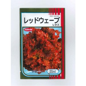 画像: 送料無料　[レタス]　レッドウェーブ　20ml　（株）サカタのタネ