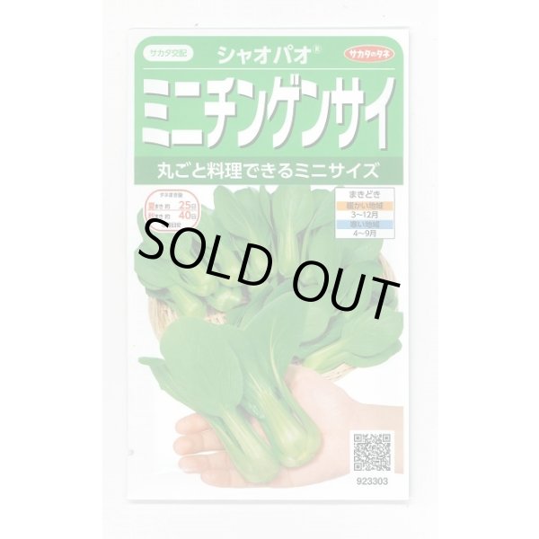 画像1: 送料無料　シャオパオ(ミニチンゲンサイ)　約500粒　(株)サカタのタネ　実咲350（002992） (1)