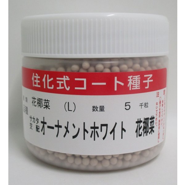 画像1: 送料無料　カリフラワー　]　オーナメントホワイト　ペレット5000粒　(株)サカタのタネ (1)
