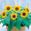 画像2: 送料無料　花の種　ひまわり　ビッグスマイル(約15粒)　タキイ種苗(株)　NL300 (2)