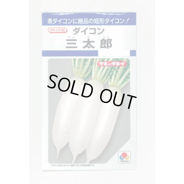 画像1: 送料無料　[大根]　三太郎　7ml　タキイ種苗(株)　DF (1)