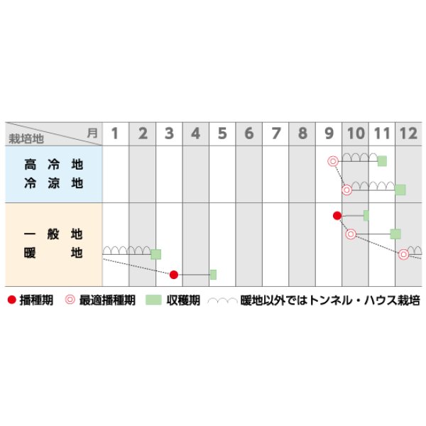 画像2: 送料無料　[ほうれんそう]　ピンドン　100ml　(約4000粒)(株)サカタのタネ　実咲PRO (2)