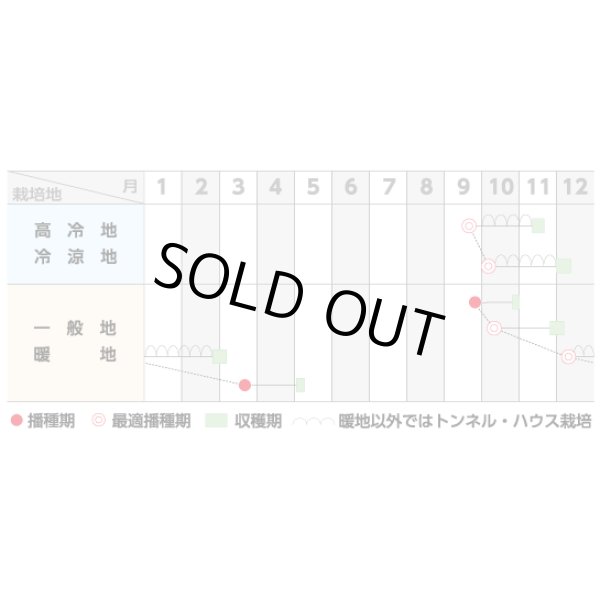 画像2: [ほうれんそう]　　ピンドン　Ｍ3万粒　サカタ交配 (2)