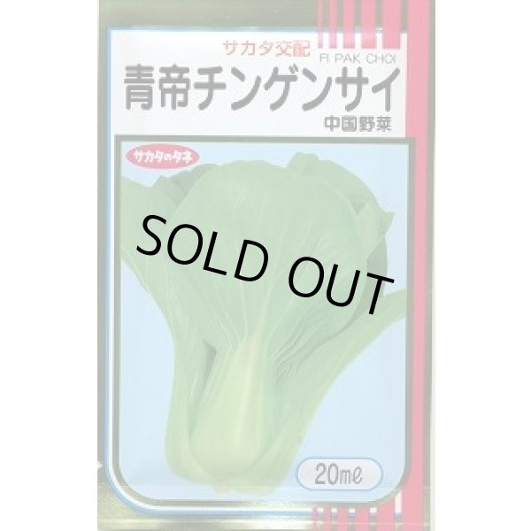 画像1: 送料無料 チンゲンサイ 青帝チンゲンサイ 20ml (株)サカタのタネ (1)