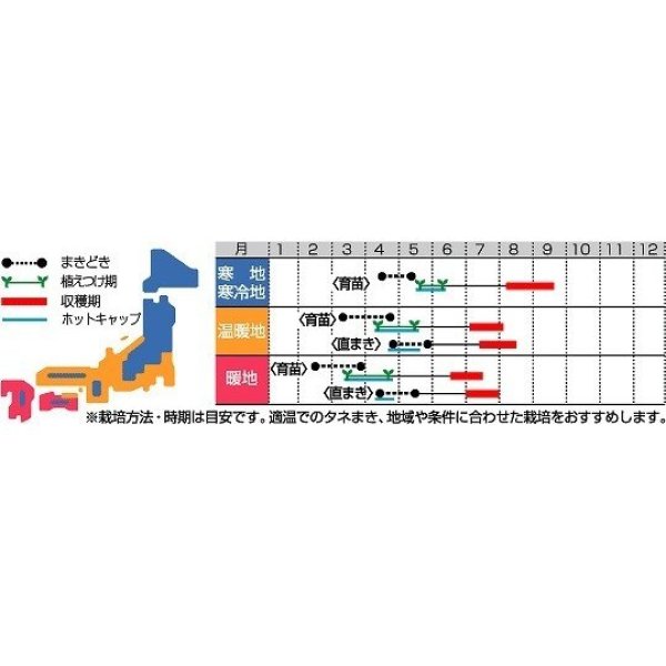 画像2: [かぼちゃ]　雪化粧　　100粒　サカタのタネ（株）　 (2)