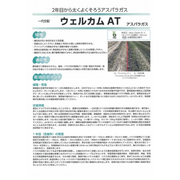 画像3: 送料無料 [アスパラガス] ウェルカムAT 100粒 (株)サカタのタネ (3)