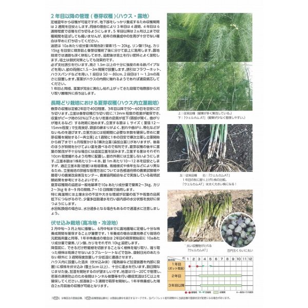 画像5: 送料無料 [アスパラガス] ウェルカムAT 100粒 (株)サカタのタネ (5)