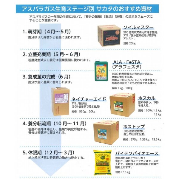画像4: 送料無料 [アスパラガス] ウェルカムAT 100粒 (株)サカタのタネ (4)