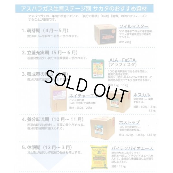 画像4: 送料無料　[アスパラガス]　ウェルカムAT　100粒　(株)サカタのタネ (4)