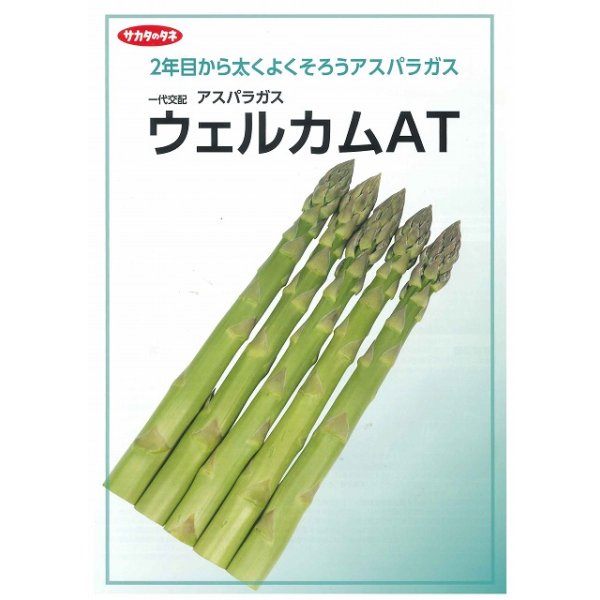画像2: 送料無料 [アスパラガス] ウェルカムAT 100粒 (株)サカタのタネ (2)