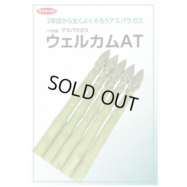 画像2: 送料無料　[アスパラガス]　ウェルカムAT　100粒　(株)サカタのタネ (2)