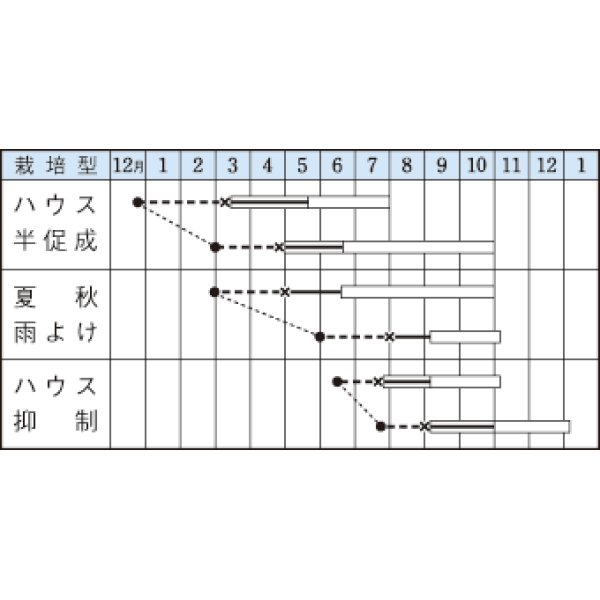 画像3: [トマト/桃太郎系]　桃太郎８　16粒 　タキイ種苗（株）　DF　 (3)