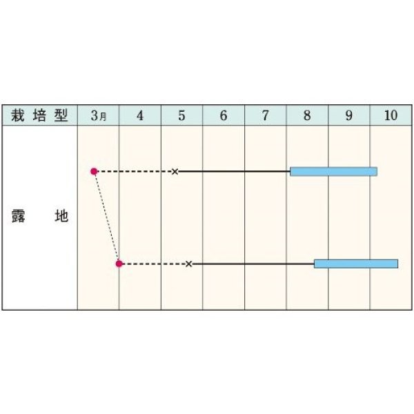 画像3: 送料無料　とうがらし種　鷹の爪　約360粒　タキイ種苗　GF (3)