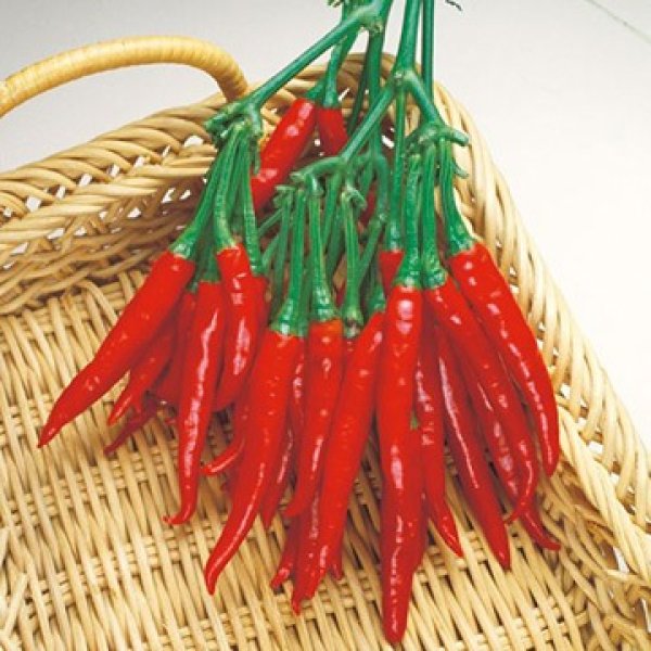 画像2: 送料無料　とうがらし種　鷹の爪　約360粒　タキイ種苗　GF (2)