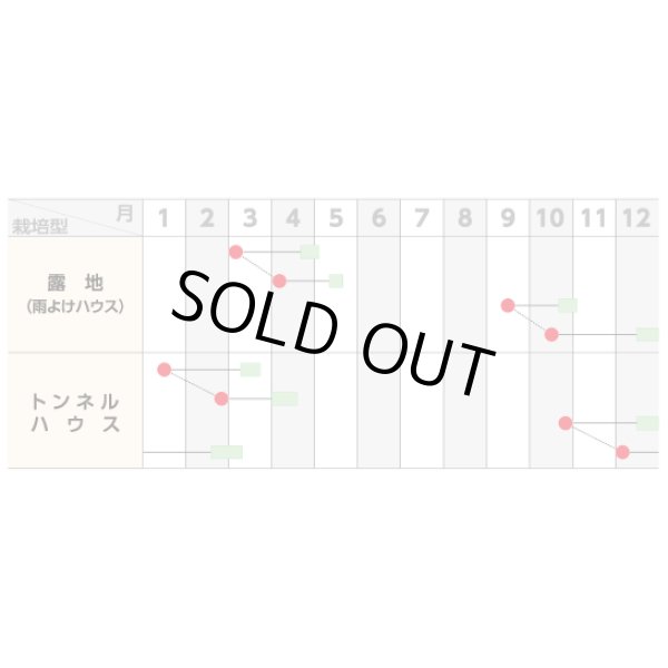 画像2: 送料無料 [小松菜] さくらぎ 20ml （株）サカタのタネ (2)