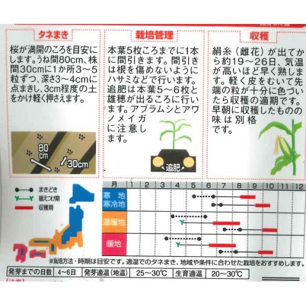 画像2: [とうもろこし]　ゴールドラッシュ90　約55粒　サカタ交配 　実咲　 (2)