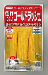 画像: [とうもろこし]　ゴールドラッシュ90　約55粒　サカタ交配 　実咲　