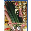 画像2: 送料無料　[オクラ]　大奥　2000粒　ナント種苗(株) (2)