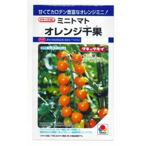 画像: 送料無料　[トマト/ミニトマト]　オレンジ千果　小袋(16粒)　タキイ種苗(株)　DF