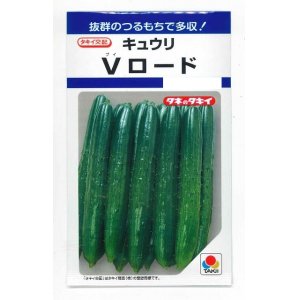 画像: [キュウリ]　Vロード  10粒　タキイ種苗（株）　DF