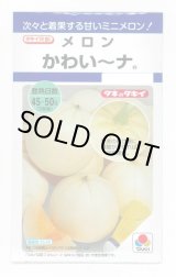 画像: 送料無料　[メロン]　かわい〜ナ　8粒　タキイ種苗(株)　DF