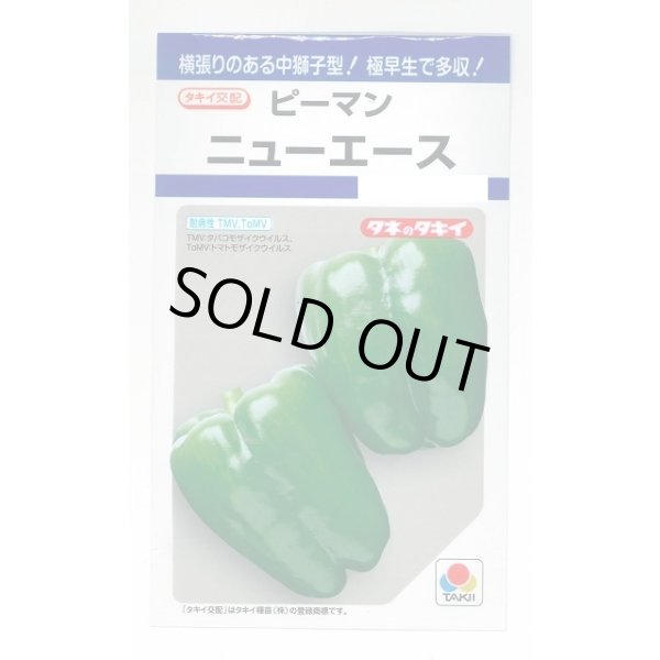 画像1: 送料無料　[ピーマン]　ニューエース　60粒　タキイ種苗(株)　DF (1)