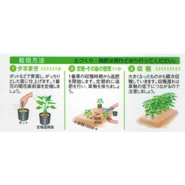 画像2: 送料無料　[ピーマン]　京波　1000粒　タキイ種苗(株) (2)