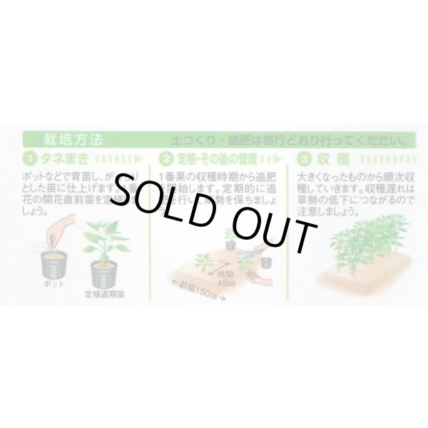 画像2: 送料無料　[ピーマン]　京波　45粒　タキイ種苗(株)　DF (2)
